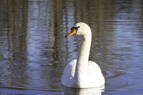 Schwan od Christina Neuhaus-Petrosino