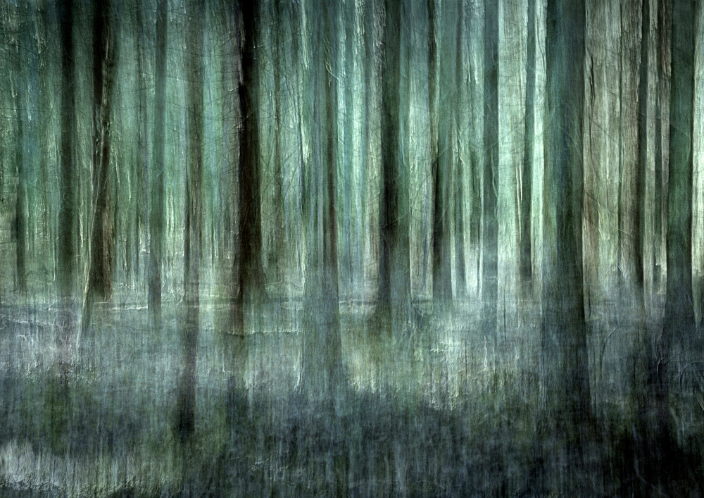 Forest light od Christina Sillèn