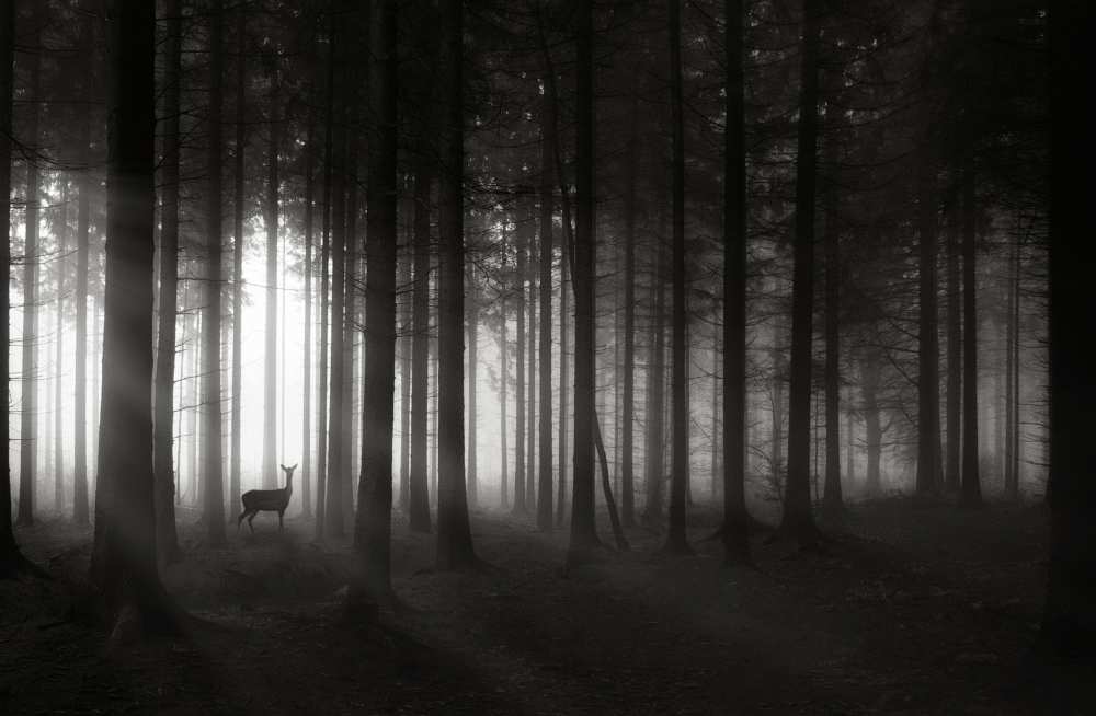 deer`s morning od Christoph Hessel