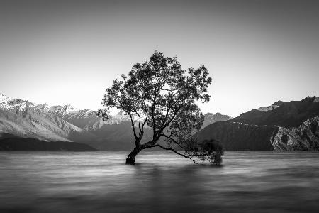 wanaka tree