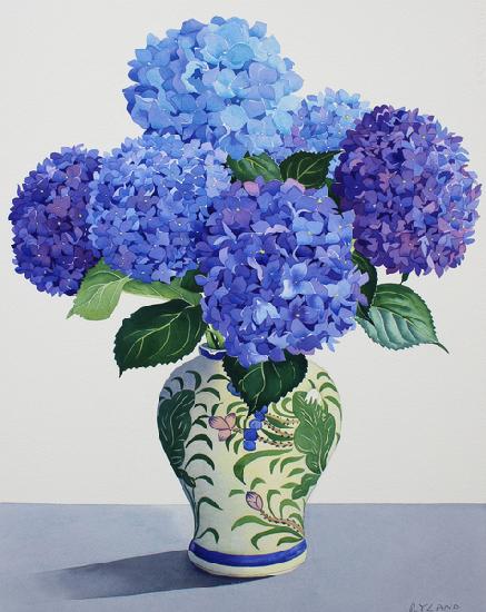 Blue Hydrangeas