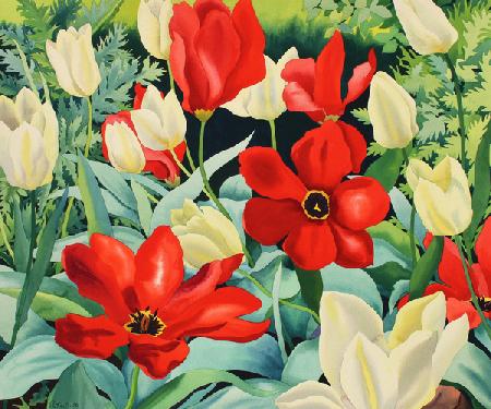 Early Tulips