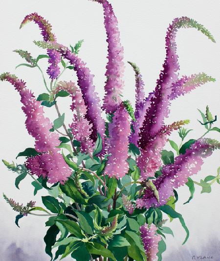 Wild Buddleia