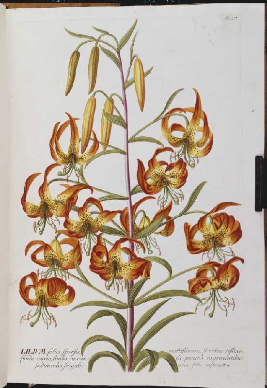 Lilie (Lilium) od Christoph Jakob Trew