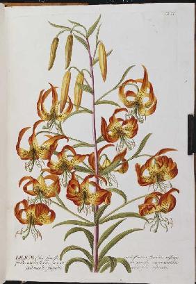 Lilie (Lilium)