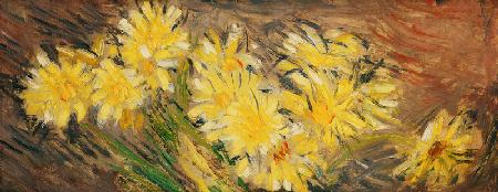 Marguerites Jaunes