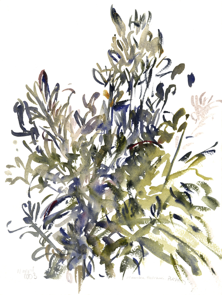 Senecio and other plants od Claudia Hutchins-Puechavy