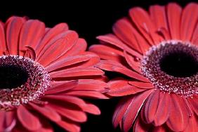 rote Gerbera