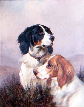 Setters on a Moor