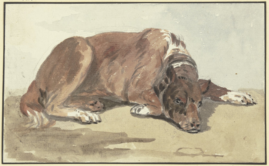 Liegende Dogge, den Kopf auf den Boden gelegt od Conrad Gesner