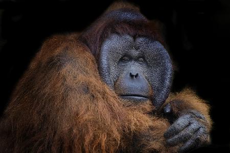 Mr. Orang utan