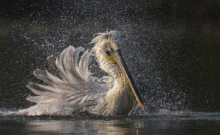 Afternoon bath