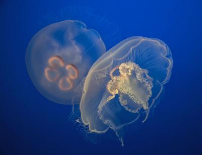 Moon Jelly