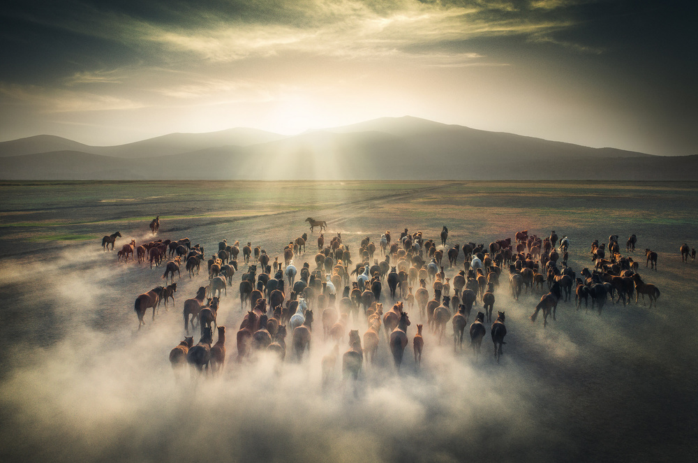 Wild Horses od Cuma Cevik