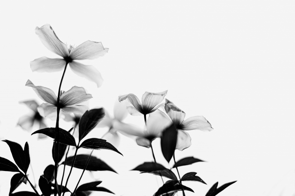 Clematis Blooms - High Key in Black and White od Dahlia Ambrose