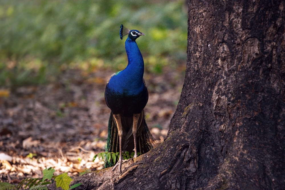Peacock by A Large Tree od Dahlia Ambrose