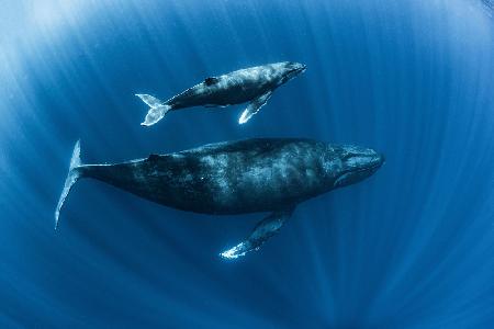 Humpback Whales