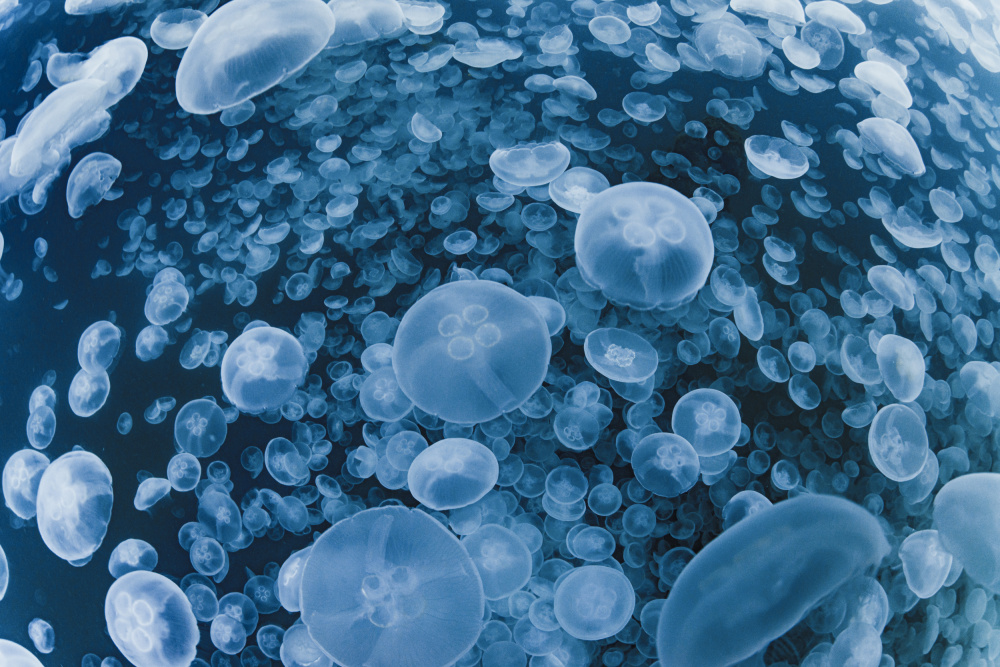 Jellyfish paradise od Daisuke Kurashima