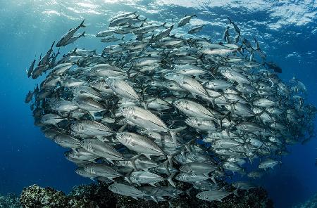 School of Bigeye trevally