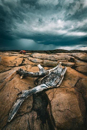 Drift wood