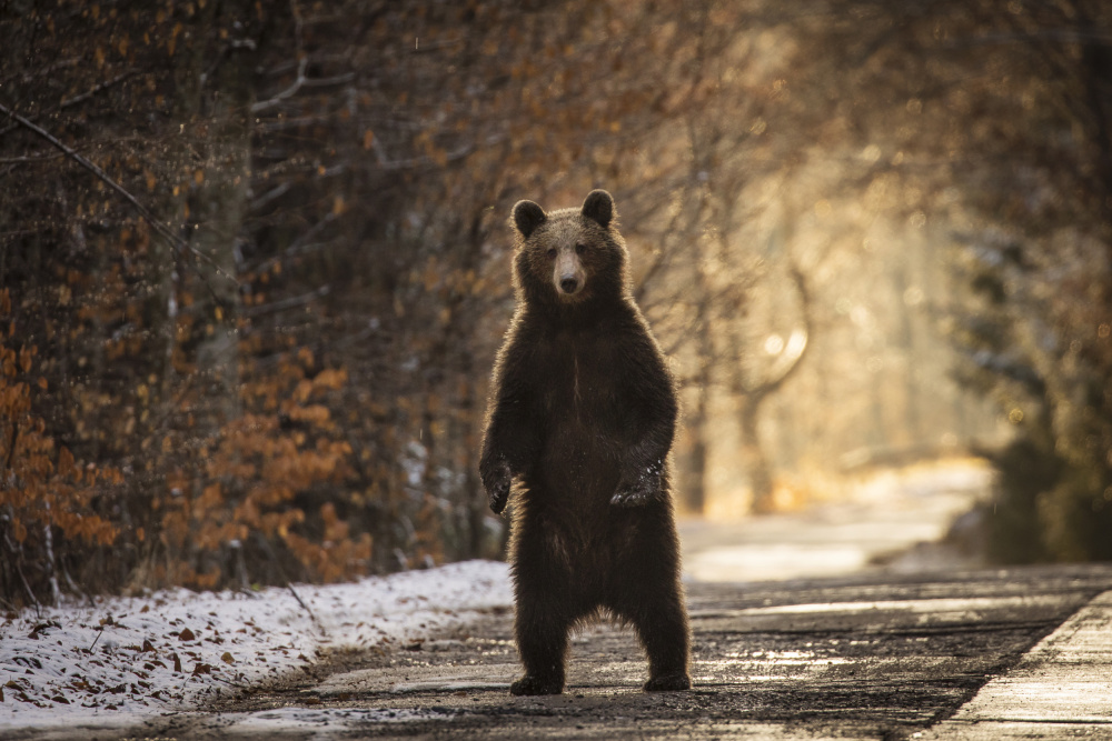 The Bear od Dan Mirica