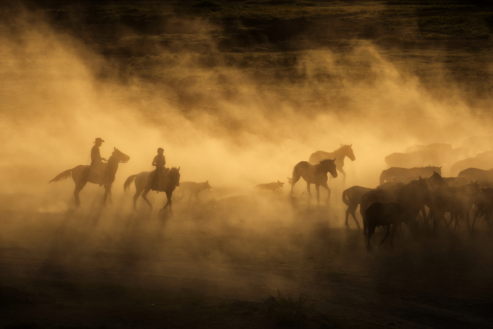 Wild horses of Cappadocia od Dan Mirica