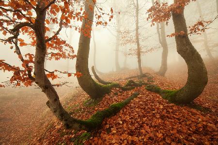 Autumn octopus in the Ore Mountains