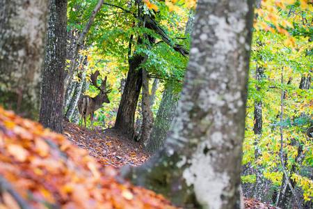 The fallow deer and its environment