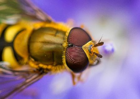 Marmalade Hoverfly