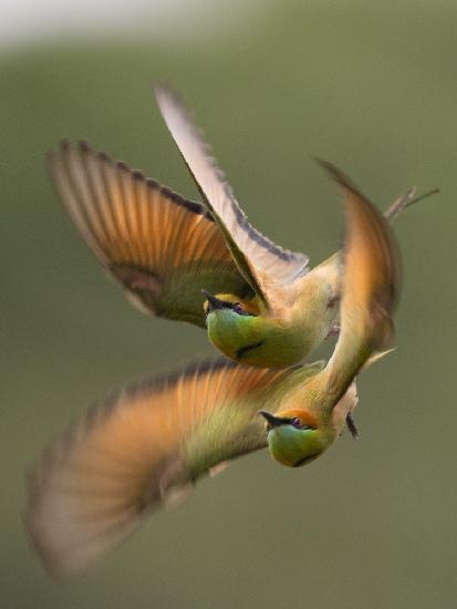 Bee-eater