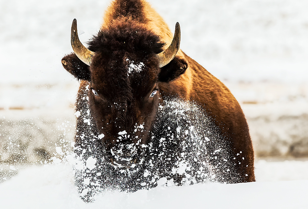 Bison in Action od David Hua
