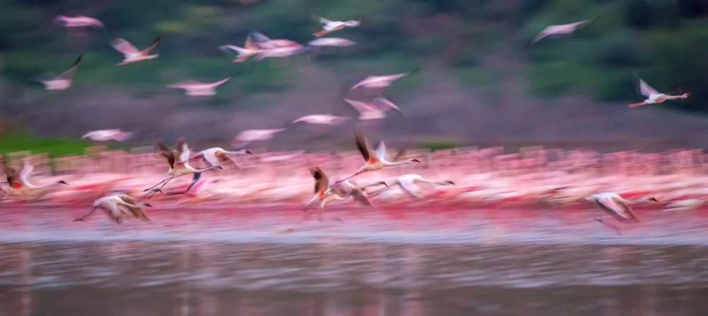 Flamingos in Dawn od David Hua