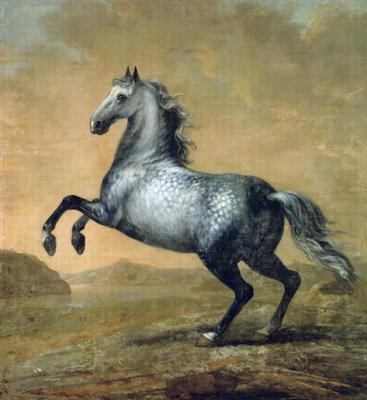 The Little Englishman, King Karl XI (1655-97)'s Horse (oil on canvas) od David Klocker Ehrenstrahl