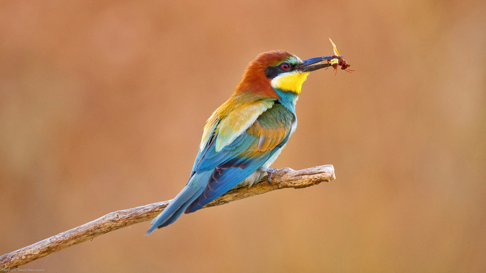 Bee-eater od David Manusevich