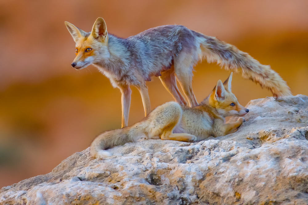 	 Fox family od David Manusevich