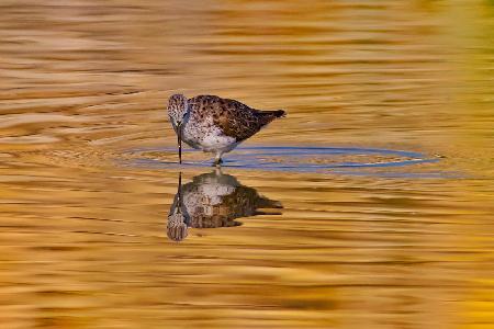 Common redshank