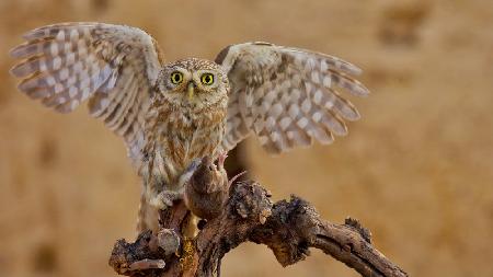 Little Owl