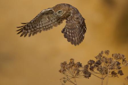 Little Owl