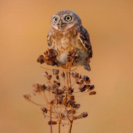 Little Owl