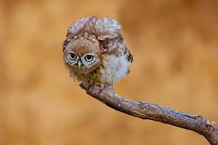 Little owl