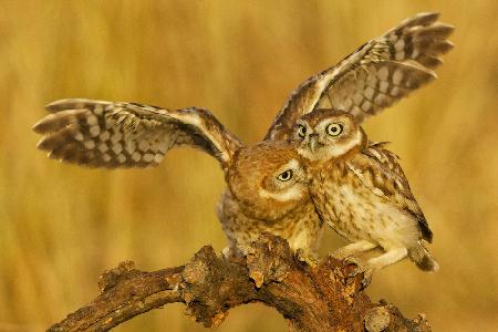 Little Owls