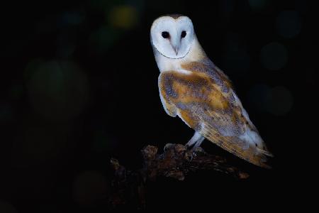 Barn owl