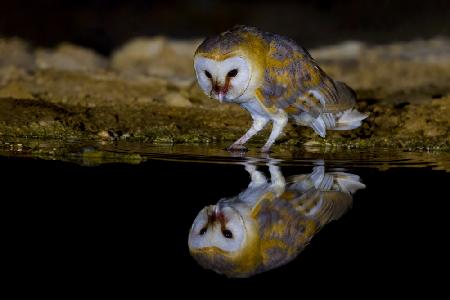 Barn owl