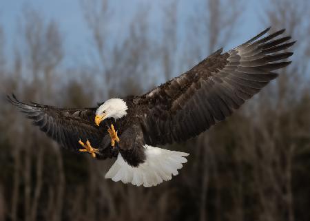 American bald eagle