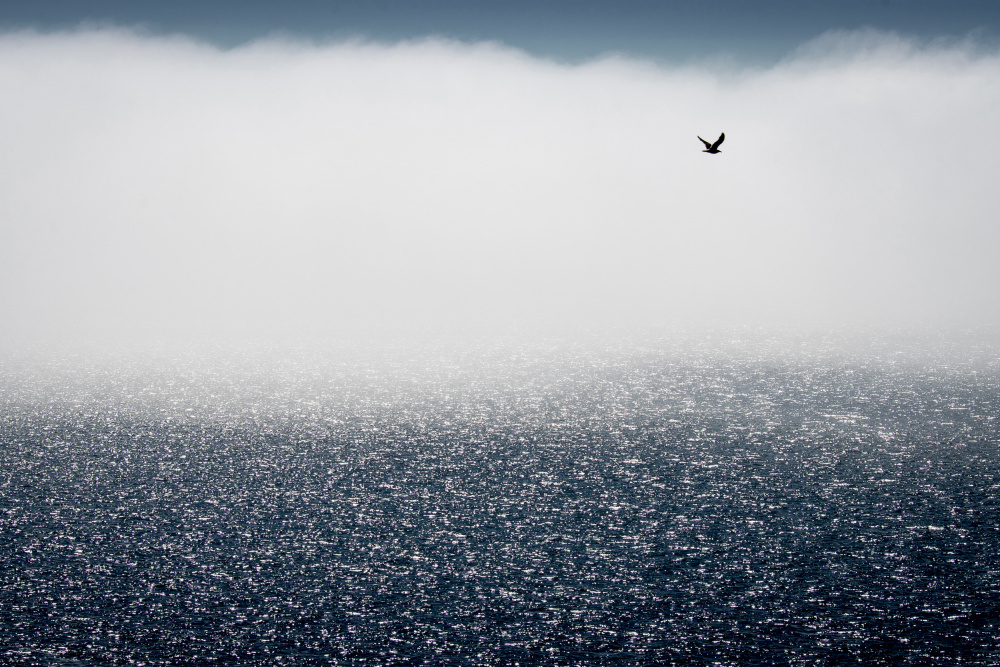 Gulls dont care for the fog od Davor Goll