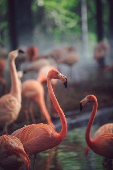 Flamingo