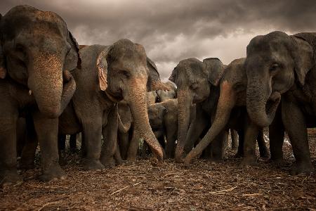 Sri Lankan Elephants