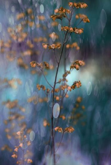 Light Dance with Flowers