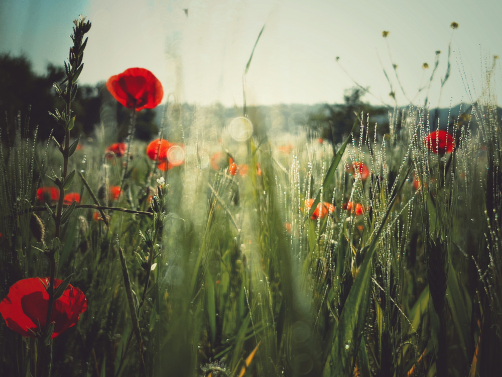 Spirit of the fields od Delphine Margau