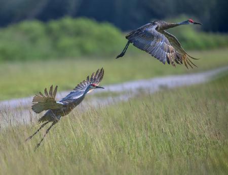 Taking Off, Sandhill Crane